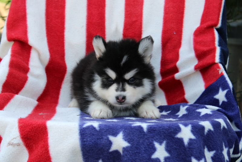 puppy, for, sale, Pomsky, Matthew B. Stoltzfus, dog, breeder, Gap, PA, dog-breeder, puppy-for-sale, forsale, nearby, find, puppyfind, locator, puppylocator, aca